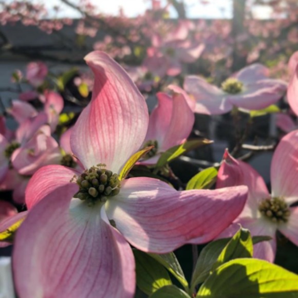 Meet your Posher, Arianna - Picture 1 of 1